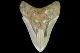 Fossil Megalodon Tooth - North Carolina #98991-1